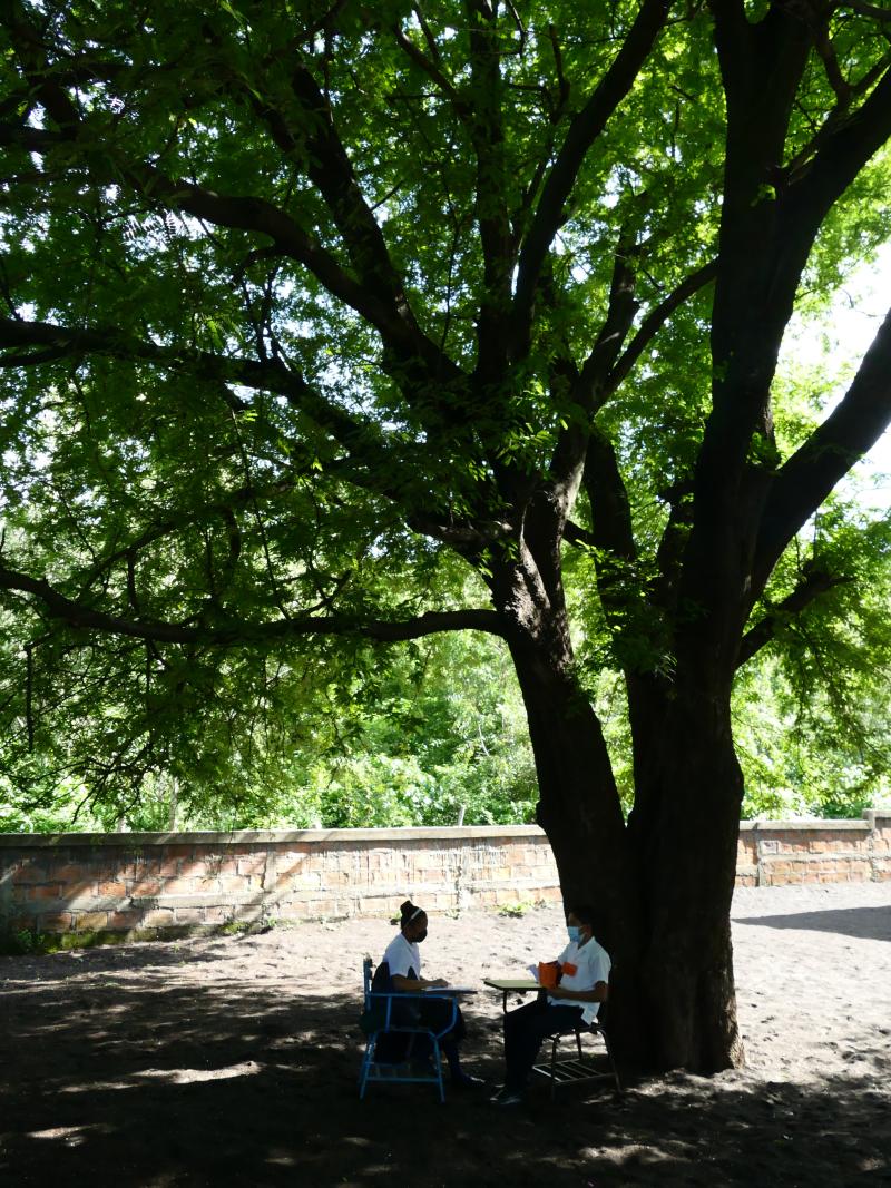 Estudiantes bajo un árbol
